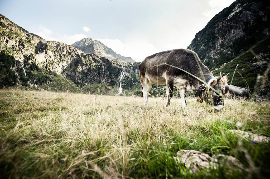 Alpenpension Pfurtscheller Neustift im Stubaital Εξωτερικό φωτογραφία